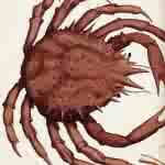 Animal-Crustacean-Crab-4-150x150